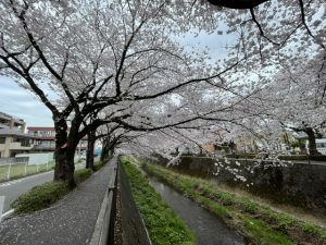 cherry blossom of Misawa reiver