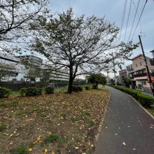 Cherry blossoms in the Misawa River