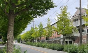 Ginkgo trees near Ikuta Studio