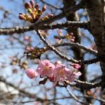 IKUTA_KAWAZU_SAKURA_NAMIKI2