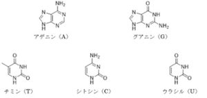 nucleic acid