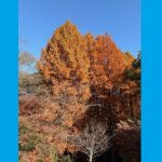 Will the seasons disappear?