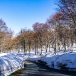 Footsteps of Spring in Snow Country