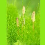 horsetail